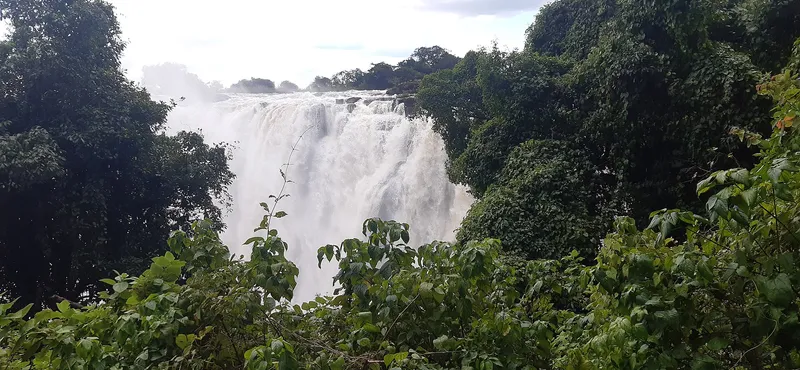 The falls in high water over thick green bush