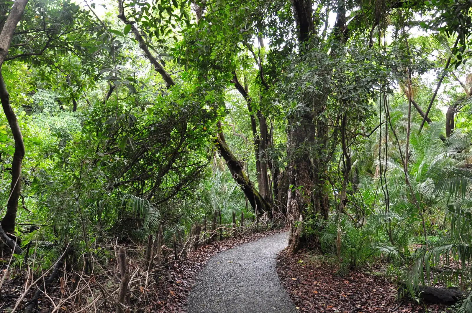 Paved path winding through dense rainforest near the falls