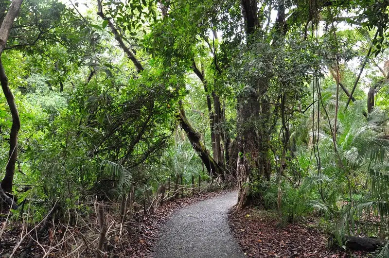 Paved path winding through dense rainforest near the falls