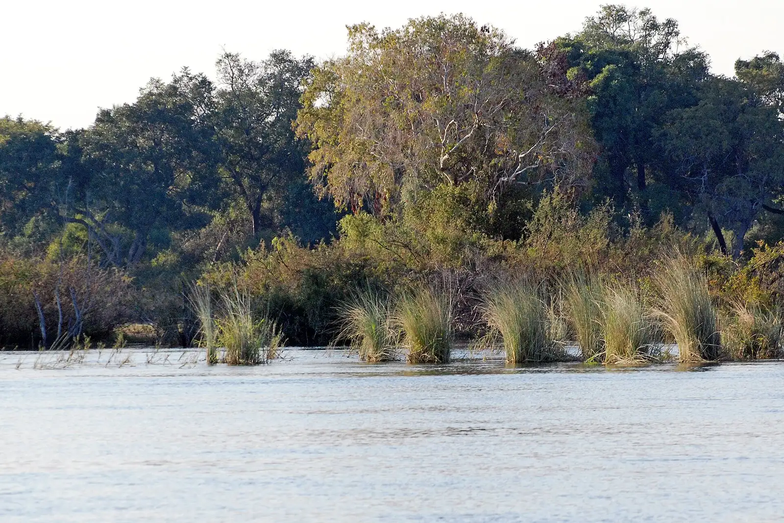 Reeds and trees along the bank of the upper Zambezi