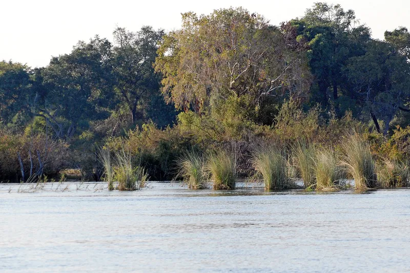 Reeds and trees along the bank of the upper Zambezi